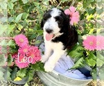 Small Photo #5 Aussiedoodle Puppy For Sale in WINTER HAVEN, FL, USA