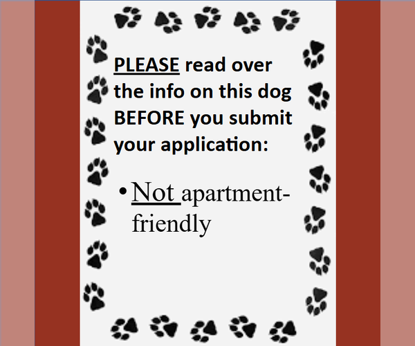 Medium Photo #4 Border Collie-Unknown Mix Puppy For Sale in Fargo, ND, USA