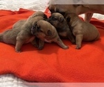 Small Photo #15 French Bulldog Puppy For Sale in MIDDLEBURG, FL, USA