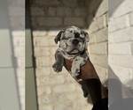 Puppy Puppy 1 French Bulldog