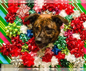 Mutt Dogs for adoption in Sanford, FL, USA