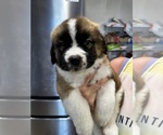 Small #9 Saint Bernard