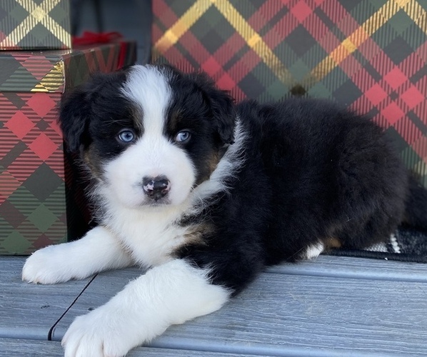 Medium Photo #3 Australian Shepherd Puppy For Sale in VERMONTVILLE, MI, USA