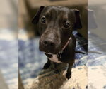 Small #10 American Pit Bull Terrier Mix