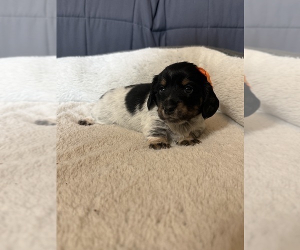 Medium Photo #6 Dachshund Puppy For Sale in ALAMO, TN, USA