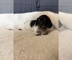 Small #5 Dachshund