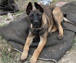 Small Photo #4 Belgian Malinois Puppy For Sale in ONTARIO, CA, USA