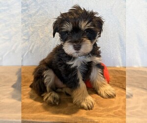 Medium Schnauzer (Miniature)