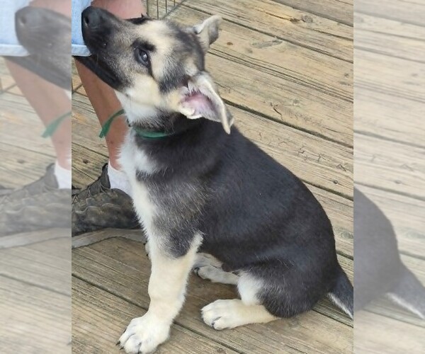 Medium Photo #15 German Shepherd Dog Puppy For Sale in WYTHEVILLE, VA, USA