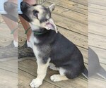 Small #14 German Shepherd Dog