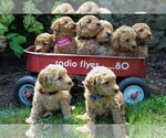 Small Photo #4 Labradoodle-Poodle (Miniature) Mix Puppy For Sale in PARADISE, PA, USA