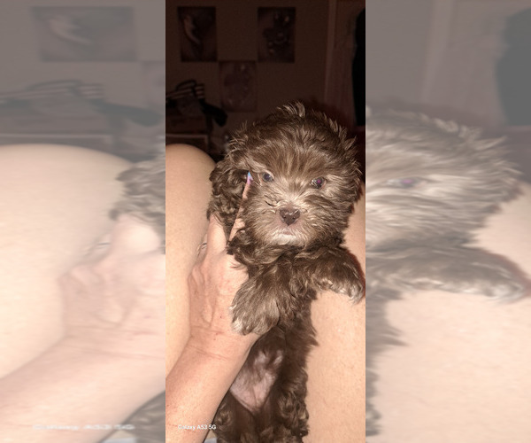 Medium Photo #2 Havanese Puppy For Sale in CANTON, GA, USA