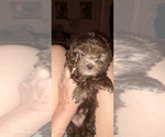 Small #1 Havanese