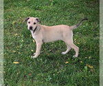 Small #1 Labrador Retriever Mix