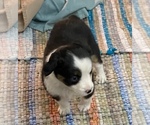 Small Photo #2 Australian Shepherd Puppy For Sale in CRESTON, IA, USA