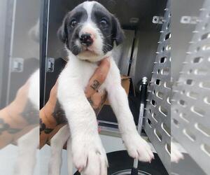 Labrador Retriever-Unknown Mix Dogs for adoption in San Antonio, TX, USA