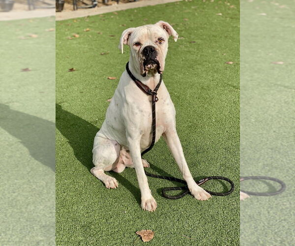 Medium Photo #1 Boxer Puppy For Sale in Austin, TX, USA