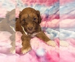 Small #9 Poodle (Standard)