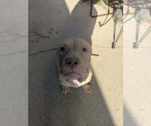 Mutt Dogs for adoption in Wenonah, NJ, USA