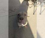 Small Mutt