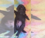 Small Photo #78 Yorkshire Terrier Puppy For Sale in AKRON, OH, USA