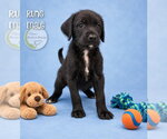 Rune - Male Doodleman Pinscher Dog for Adoption - Small photo