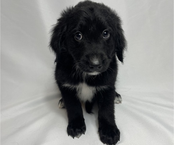 Medium Photo #2 Aussiedoodle Puppy For Sale in KATY, TX, USA