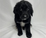 Small Photo #2 Aussiedoodle Puppy For Sale in KATY, TX, USA