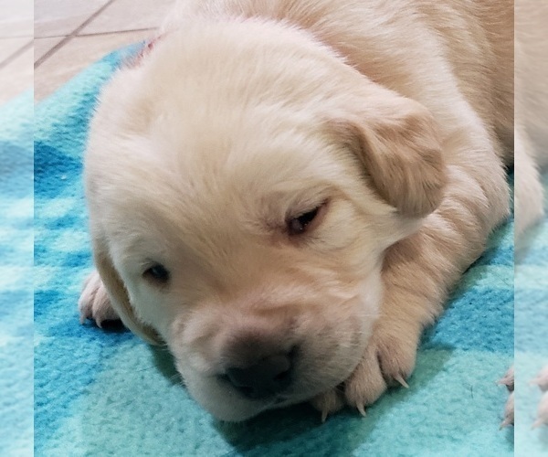 Medium Photo #53 Labrador Retriever Puppy For Sale in OLYMPIA, WA, USA