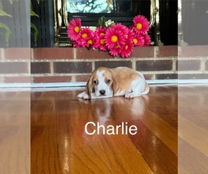 Beagle Litter for sale in WOODBRIDGE, VA, USA