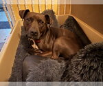 Small #4 American Pit Bull Terrier Mix