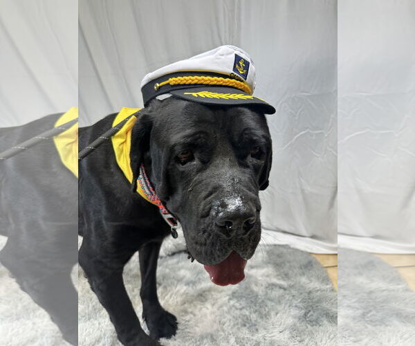 Medium Photo #3 Mutt Puppy For Sale in Goodyear, AZ, USA