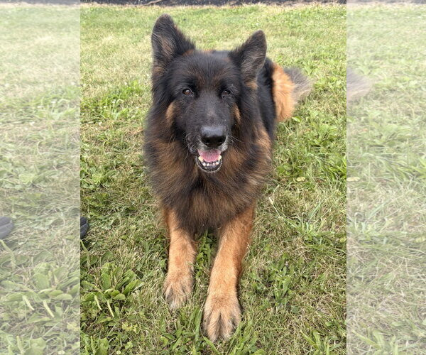 Medium Photo #4 German Shepherd Dog-Unknown Mix Puppy For Sale in Jefferson, WI, USA
