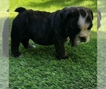 Small Photo #2 Bulldog Puppy For Sale in STOCKBRIDGE, GA, USA