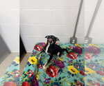 Small #2 Chihuahua Mix