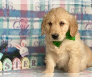 Golden Retriever Puppy for sale in LANCASTER, PA, USA