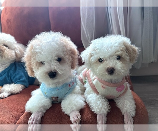 Medium Photo #1 Maltipoo (Toy) Puppy For Sale in MARTINEZ, CA, USA