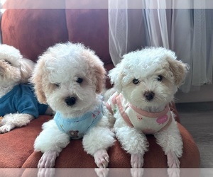 Maltipoo (Toy) Puppy for sale in MARTINEZ, CA, USA