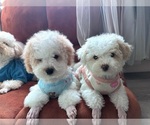 Small Maltipoo (Toy)