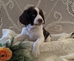 Small #1 English Springer Spaniel