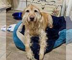Small #4 Golden Retriever Mix