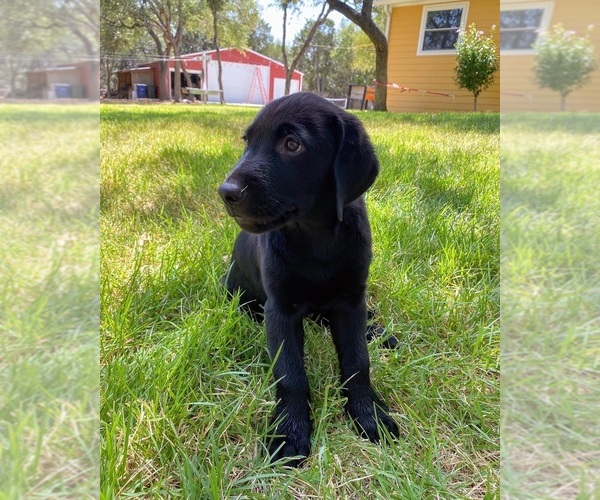 Medium Photo #1 Golden Labrador Puppy For Sale in GEORGETOWN, TX, USA