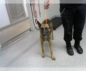 Mutt Dogs for adoption in Pasadena, TX, USA