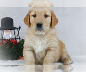 Golden Retriever Puppy for sale in APPLE CREEK, OH, USA