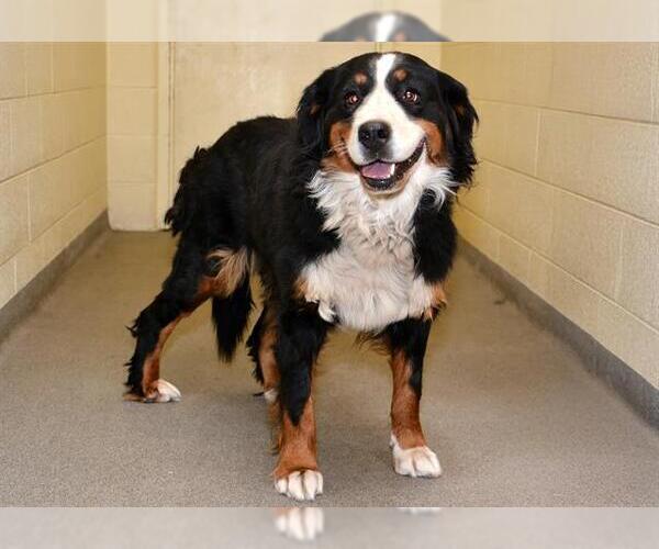 Medium Photo #1 Bernese Mountain Dog Puppy For Sale in West Valley, UT, USA