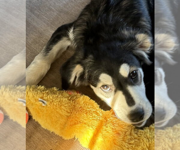 Medium Photo #7 Labrenees Puppy For Sale in Oak Bluffs, MA, USA