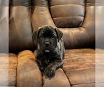 Puppy Havoc Cane Corso