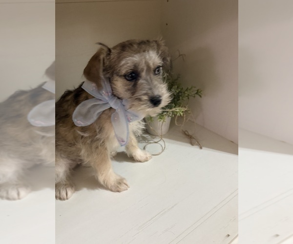 Medium Photo #6 Schnoodle (Miniature) Puppy For Sale in DINWIDDIE, VA, USA