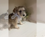 Small #5 Schnoodle (Miniature)