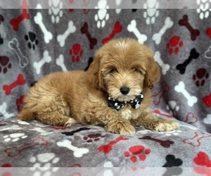 Goldendoodle (Miniature) Puppy for sale in LAKELAND, FL, USA